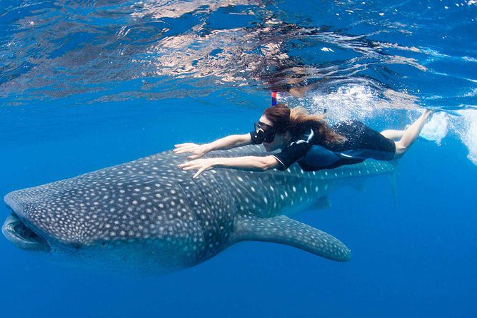 Cancun day trip - Cancun tour - Whale sharks