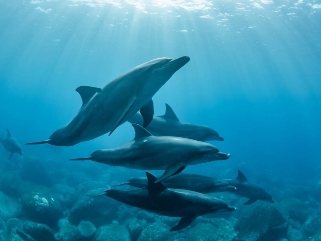 Unique things to do in Puerto Vallarta - Swim with wild dolphins