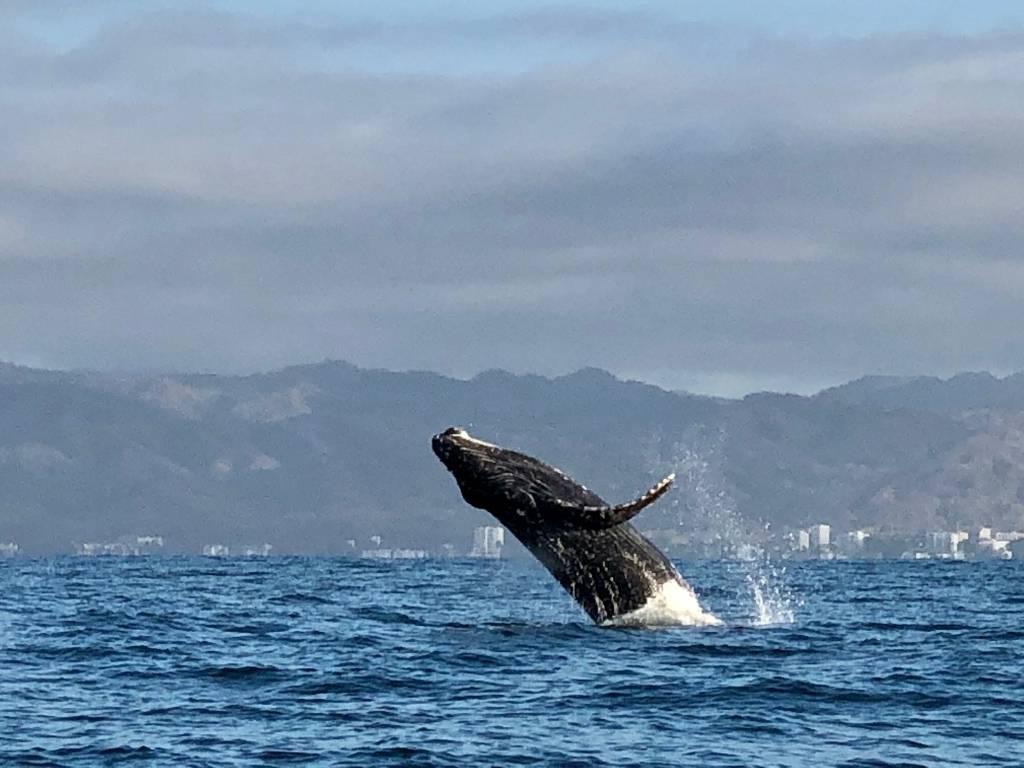 Unique things to do in Puerto Vallarta - whale watching